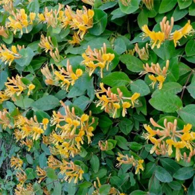 Жимолость ТЕЛЬМАНА в Химках