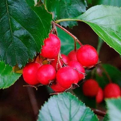 Боярышник ЛЮДМИЛ в Химках