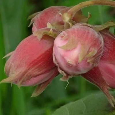 Фундук АКАДЕМИК ЯБЛОКОВ в Химках