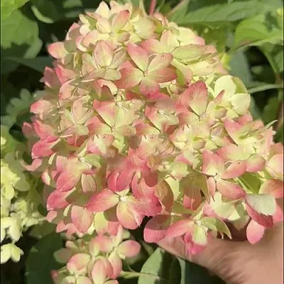 Гортензия ЛИТТЛ ЛАВ метельчатая  Гортензия ЛИТТЛ ЛАВ метельчатая в Химках