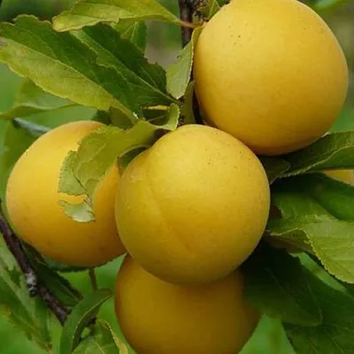 Слива СОЛНЫШКО  Слива СОЛНЫШКО в Химках