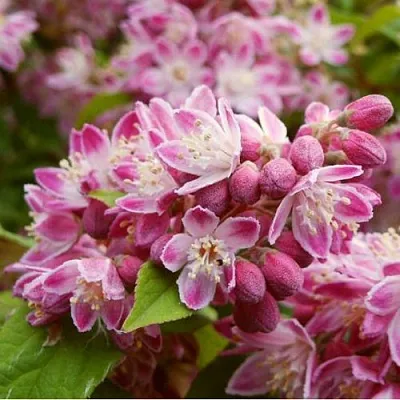 Дейция СТРОБЕРРИ ФИЛДС  в Химках