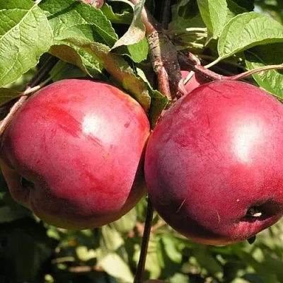 Яблоня ДАРУНАК в Химках