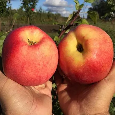 Яблоня КОВРОВОЕ стелющаяся в Химках