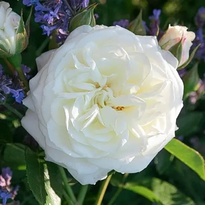 Саженцы роз АЛАБАСТЕР флорибунда  Саженцы роз АЛАБАСТЕР флорибунда в Химках