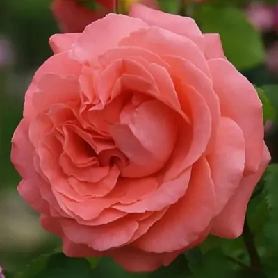 Саженцы роз ДИДИ БРИДЖУОТЕР плетистая  Саженцы роз ДИДИ БРИДЖУОТЕР плетистая в Химках