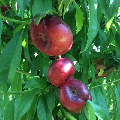 Нектарин ДОНАТ ИНЖИРНЫЙ  Нектарин ДОНАТ ИНЖИРНЫЙ в Химках