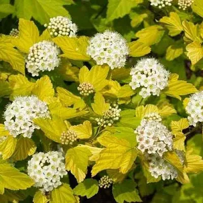 Пузыреплодник ДАРТС ГОЛД  Пузыреплодник ДАРТС ГОЛД в Химках