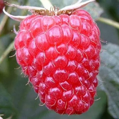 Ремонтантная  Ремонтантная в Химках