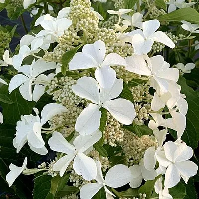 Гортензия ЛЕВАНА метельчатая  Гортензия ЛЕВАНА метельчатая в Химках