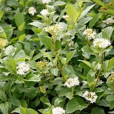 Дерен ФЛАВИРАМЕА отпрысковый   Дерен ФЛАВИРАМЕА отпрысковый  в Химках