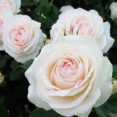 Саженцы роз ПАЛЕ РОЯЛЬ плетистая  Саженцы роз ПАЛЕ РОЯЛЬ плетистая в Химках