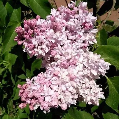 Сирень МИЛОСЕРДИЕ  Сирень МИЛОСЕРДИЕ в Химках