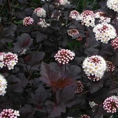 Пузыреплодник ДИАБЛО  Пузыреплодник ДИАБЛО в Химках