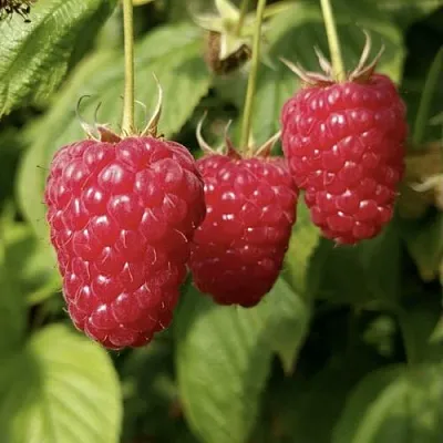 Малина МАПЕМА   Малина МАПЕМА  в Химках