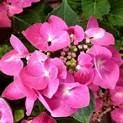 Гортензия ТАУБЕ крупнолистная  Гортензия ТАУБЕ крупнолистная в Химках