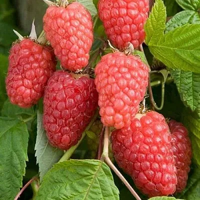 Малина КАСКАД ДЕЛАЙТ  Малина КАСКАД ДЕЛАЙТ в Химках