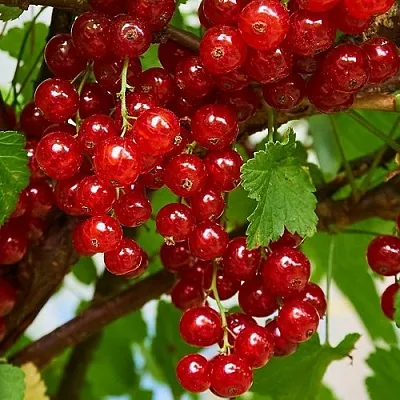 Смородина красная НАТАЛИ в Химках