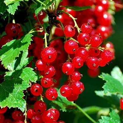 Смородина красная НЕНАГЛЯДНАЯ в Химках