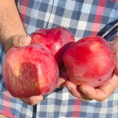 Яблоня ПАМЯТЬ КОВАЛЕНКО в Химках