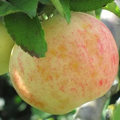 Яблоня ЛЕТНЕЕ СЛАДКОЕ в Химках