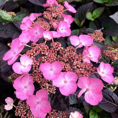 Гортензия ДАРЕДЕВИЛ пильчатая  Гортензия ДАРЕДЕВИЛ пильчатая в Химках