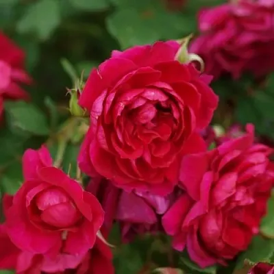 Саженцы роз КВАДРА плетистая  Саженцы роз КВАДРА плетистая в Химках