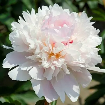 Пион АЛЕРТИ травянистый  Пион АЛЕРТИ травянистый в Химках