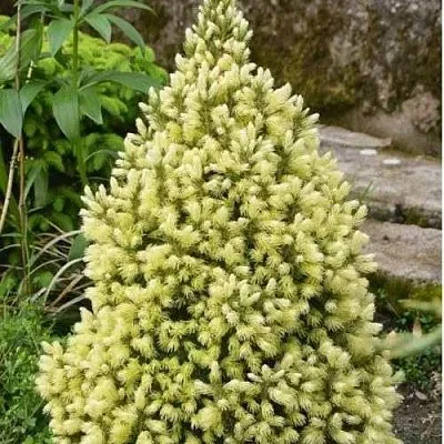 Ель МАЙГОЛД колючая  Ель МАЙГОЛД колючая в Химках