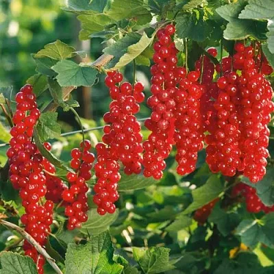 Смородина красная РУДНЕУС в Химках