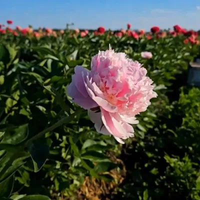 Пион ИМПЕРАТОРСКАЯ НАЛОЖНИЦА древовидный в Химках