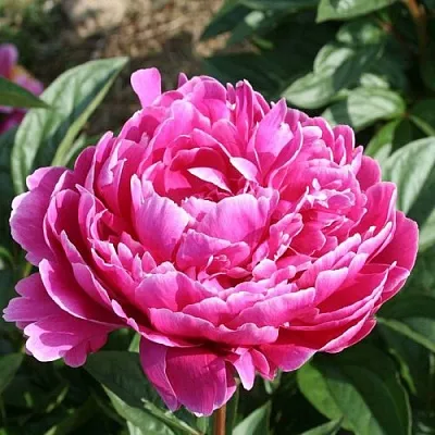 Пион СЕБАСТЬЯН МААС травянистый  Пион СЕБАСТЬЯН МААС травянистый в Химках