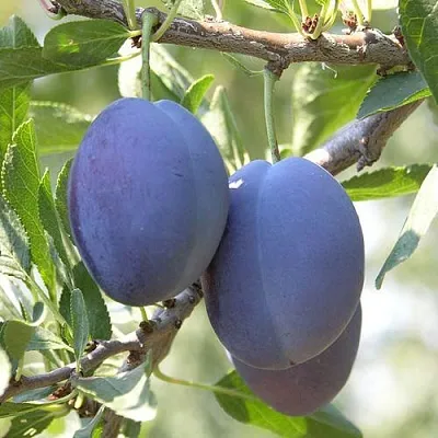 Слива СТЭНЛИ  Слива СТЭНЛИ в Химках