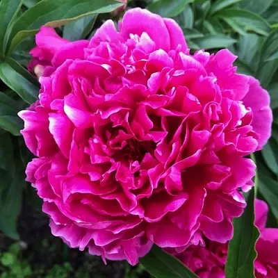 Пион КАРЛ РОЗЕНФЕЛЬД травянистый  Пион КАРЛ РОЗЕНФЕЛЬД травянистый в Химках