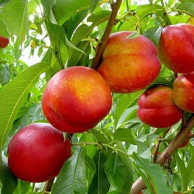 Нектарин ХАРБЛЕЙЗ  Нектарин ХАРБЛЕЙЗ в Химках