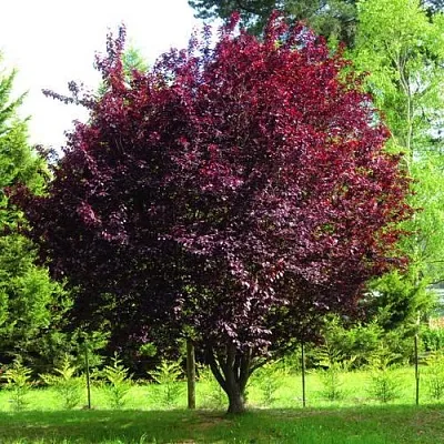 Слива НИГРА растопыреная   Слива НИГРА растопыреная  в Химках