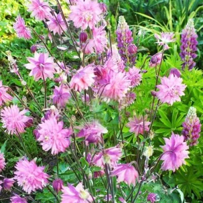 Аквилегия БАРЛОУ ПИНК гибрид МакКаны — описание сорта Аквилегия БАРЛОУ ПИНК гибрид МакКаны в Химках