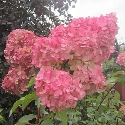 Гортензия АМАРИН метельчатая  Гортензия АМАРИН метельчатая в Химках