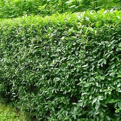 Бирючина обыкновенная  Бирючина обыкновенная в Химках