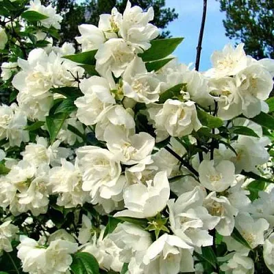 Жасмин ДЕНИСКИНЫ РАССКАЗЫ  Жасмин ДЕНИСКИНЫ РАССКАЗЫ в Химках