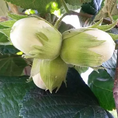 Фундук ЮННАТ в Химках