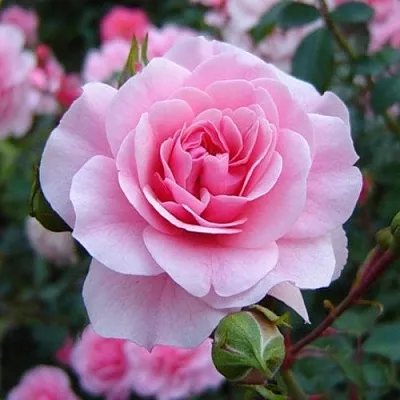 Саженцы роз БОНИКА флорибунда  Саженцы роз БОНИКА флорибунда в Химках