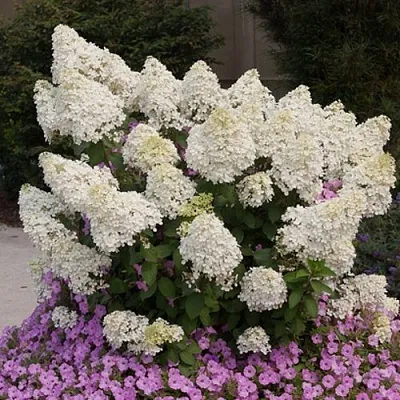 Гортензия БОБО метельчатая  Гортензия БОБО метельчатая в Химках