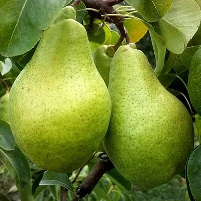 Груша НОЯБРЬСКАЯ ЗИМНЯЯ в Химках