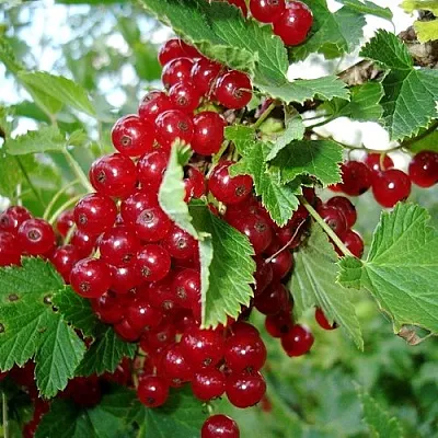 Смородина красная ГОЛЛАНДСКАЯ КРАСНАЯ в Химках