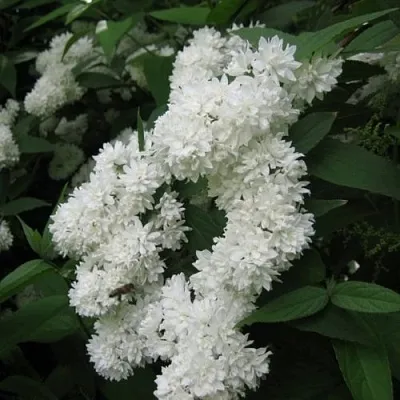 Дейция КАНДИДИССИМА шершавая  Дейция КАНДИДИССИМА шершавая в Химках