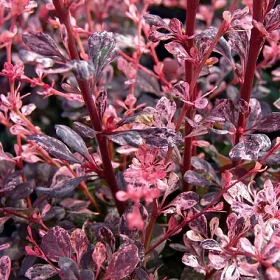 Барбарис АРЛЕКИН тунберга в Химках