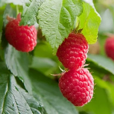 Малина МАРАВИЛЛА  Малина МАРАВИЛЛА в Химках