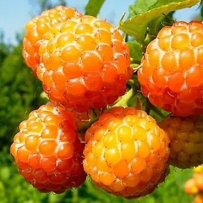 Жёлтая  Жёлтая в Химках