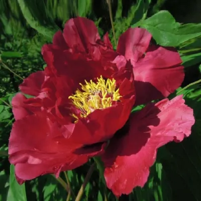 Пион КРАСНЫЙ ЛОТОС древовидный в Химках